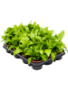 Асплениум Nidus 21/tray  H20×W25 D8×7 см 