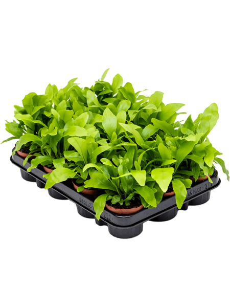 Асплениум Nidus 21/tray  H20×W25 D8×7 см 