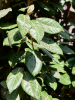 Лох Ebbingei 'Compacta' 170-190  H175×W65 D50×40 см 