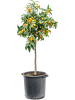 Цитрус Citrofortunella Kumquat  H140×W65 D38×37 см 