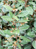Лох Ebbingei 'Compacta' 100-120  H110×W55 D38×28 см 