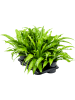 Асплениум Древний 6/tray  H40×W40 D17×10 см 