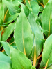 Хлорофитум Orchidastrum 'Fire Flash' 6/tray  H25×W20 D12×10 см 