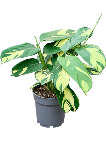 Калатея 'Pilosa' 6/tray  H35×W25 D12×10 см 