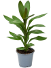 '' Кордилина Fruticosa Сизый 6/tray  H35×W28 D12×10 см 