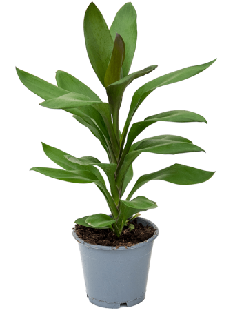 '' Кордилина Fruticosa Сизый 6/tray  H35×W28 D12×10 см 