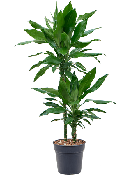 Драцена Fragrans 'Burundii'  H100×W50 D19×18 см 