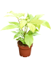 Шеффлера Actinophylla 'Golden Amate' 6/tray  H25×W15 D12×10 см 