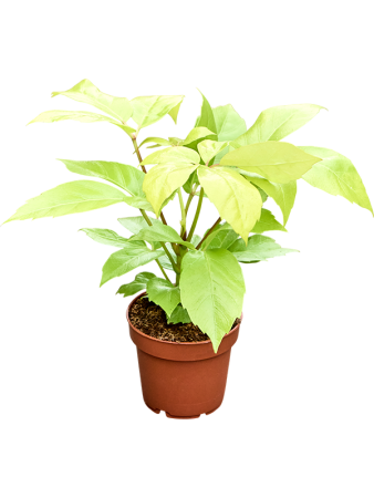 Шеффлера Actinophylla 'Golden Amate' 6/tray  H25×W15 D12×10 см 