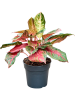Аглаонема 'Red Emerald'  H40×W30 D17×15 см 