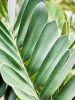 Замия Furfuracea 80-100  H90×W90 D40×35 см 