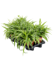 Хлорофитум Пучковидный 'Ocean' 6/tray  H30×W30 D15×14 см 