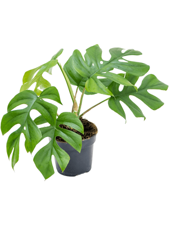 Монстера Deliciosa 'Little Sister' 10/tray  H35×W30 D12×11 см 