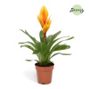 Вриезия 'Intenso Orange Flame' 6/tray  H48×W25 D12×11 см 