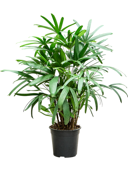 Рапис Excelsa110-140  H120×W60 D24×23 см 