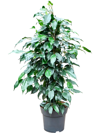 Фикус Бенжамина Mix  H70×W50 D17×14 см 