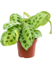 Маранта Leuconeura 'Fiesta' 6/tray  H35×W20 D12×10 см 