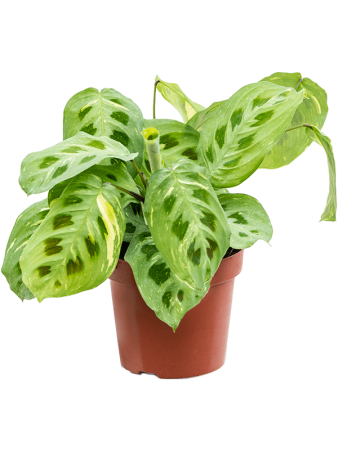Маранта Leuconeura 'Fiesta' 6/tray  H35×W20 D12×10 см 