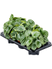 Пеперомия Серебристо-серый 6/tray  H20×W25 D12×10 см 