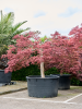 Клён Pal. Diss. 'Garnet'  H260×W260 D120×69 см 