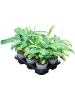 Калатея 'Pilosa' 6/tray  H35×W25 D12×10 см 