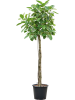 Фикус Altissima 'Variagata'  H275×W90 D50×41 см 