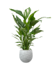 Спатифиллум 'Sweet Sebastiano'  H110×W80 D24×22 см 