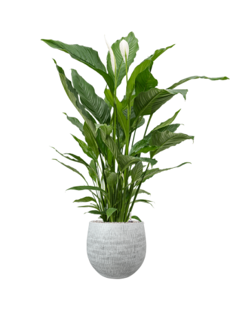 Спатифиллум 'Sweet Sebastiano'  H110×W80 D24×22 см 