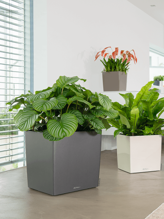 Калатея Круглолистный 6/tray  H30×W25 D12×10 см 