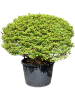 Энкиантус Perulatus  H120×W110 D70×51 см 