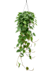 Филодендрон Scandens  H150×W40 D28×17 см 