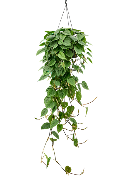 Филодендрон Scandens  H150×W40 D28×17 см 