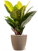 Кротон Пёстролистный Кодиеум 'Petra'  H55×W25 D17×15 см 