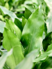 Драцена Fragrans 'Burundii'  H130×W50 D27×25 см 