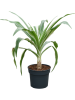 Кринум Asiaticum  H155×W110 D38×32 см 