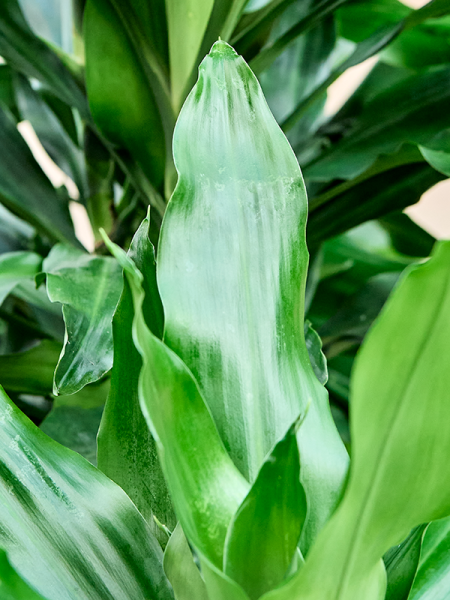 Драцена Fragrans 'Burundii'  H100×W50 D19×18 см 