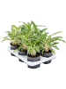 Аглаонема 'Zebra Feathers' 6/tray  H20×W20 D12×9 см 
