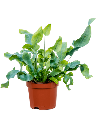 Флебодиум Золотистый 'Blue Star' 12/tray  H20×W10 D9×7 см 