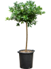 Цитрус Оранжеволистный 'Limequat'  H150×W50 D38×37 см 