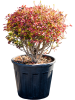Энкиантус Perulatus  H70×W50 D37×33 см 