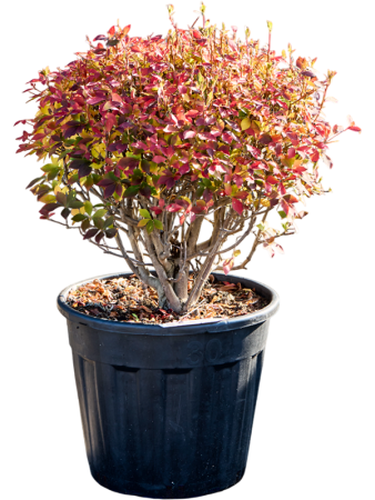Энкиантус Perulatus  H70×W50 D37×33 см 