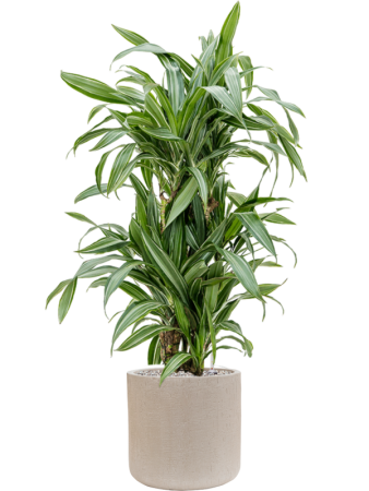 Драцена Fragrans 'Ulises'  H120×W50 D27×25 см 