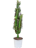 '' Молочай Красный Trigona  H80×W35 D19×17 см 