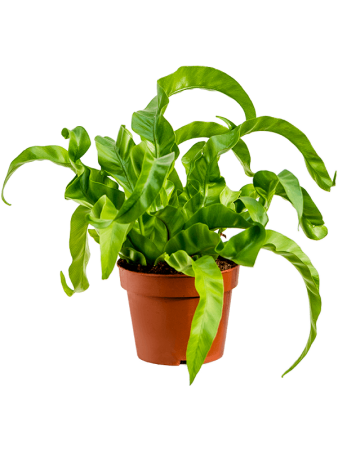 Асплениум Древний 'Hurricane' 6/tray  H20×W30 D12×9 см 