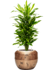 Драцена Fragrans 'Golden Coast'  H120×W40 D27×24 см 