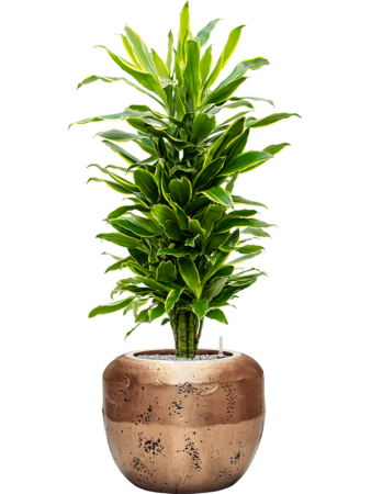 Драцена Fragrans 'Golden Coast'  H120×W40 D27×24 см 