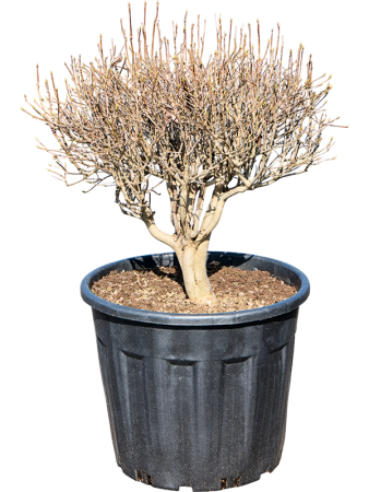 Энкиантус Perulatus  H70×W50 D37×33 см 