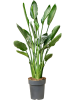 Стрелиция Reginae 120-130  H125×W45 D22×24 см 