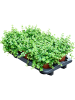 Пеперомия Круглолистный 6/tray  H25 D15 см 