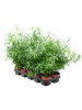 Спаржа Falcatus 8/tray  H35×W20 D12×10 см 